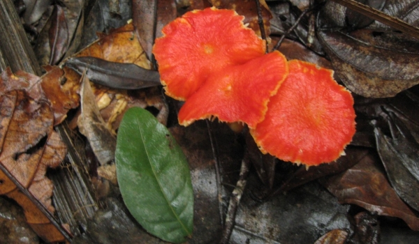 Peru Tree Mushroom