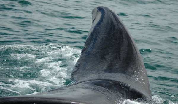 Tail of Southern Right Whale