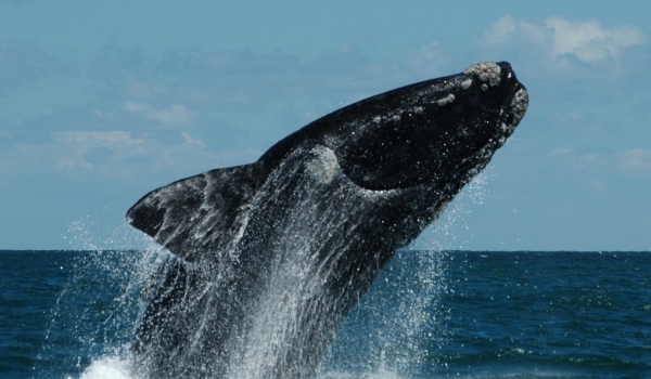 Argentina – Valdes – Southern Right Whale