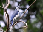 Nicaragua White-throated Magpie-Jay