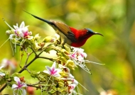 India Crimson Sunbird