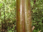 Peru Firewood Tree