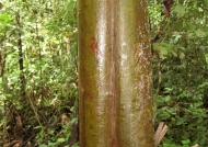 Peru Firewood Tree