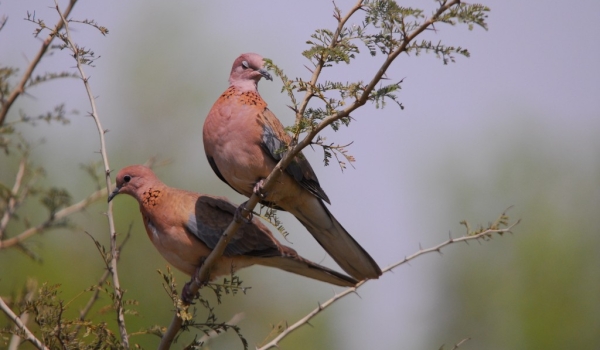 Laughing Doves