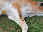 Cattle Marking