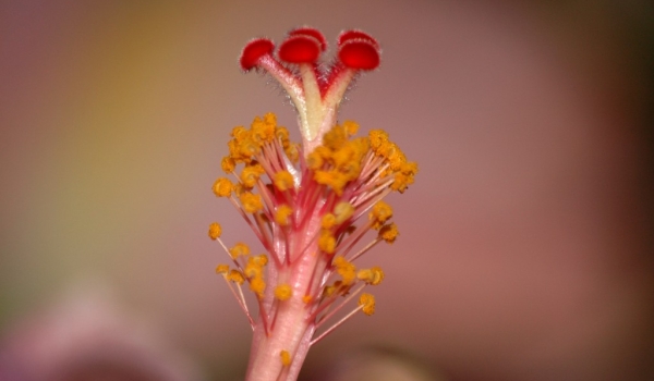 Hibiscus Pistil