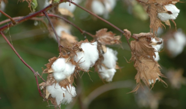 Panama  Upland Cotton