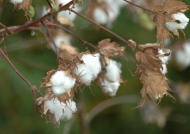 Panama  Upland Cotton