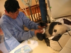 China Panda nursery in Wolong