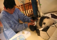 China Panda nursery in Wolong