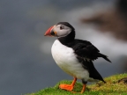 Scotland Lonely Puffin
