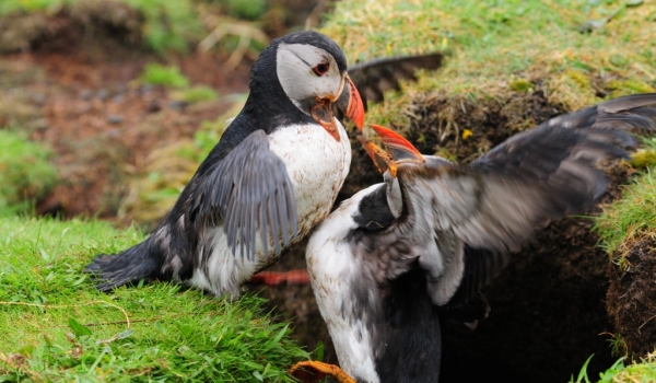 Scotland Fight of Puffins