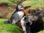 Scotland Fight of Puffins