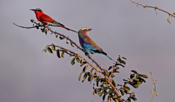 Zambia – Carmine Bee-Eater & Lilac Breasted Roller