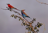 Zambia – Carmine Bee-Eater & Lilac Breasted Roller