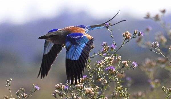 Zambia – Lilac Breasted Roller