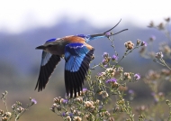 Zambia – Lilac Breasted Roller