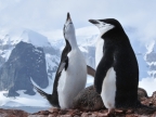 Antarctica-Chinstrap Penguins