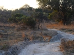 Zambia – Antelope busanga Plains