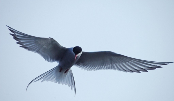Iceland – Arctic Tern