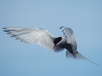 Iceland-Arctic Tern