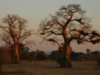 Zambia – Baobab