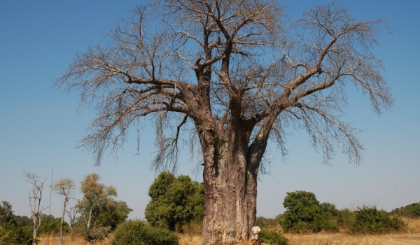 Zambia – Big Baobab