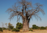 Zambia – Big Baobab