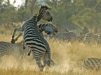 Botswana – Zebras