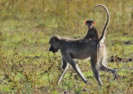 Zambia – Chacma Baboon with baby