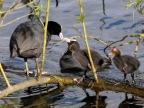 Common Coot family
