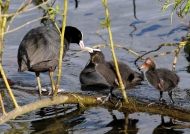 Common Coot family