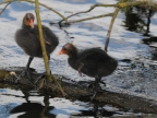 Common Coot chicks