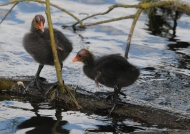 Common Coot chicks