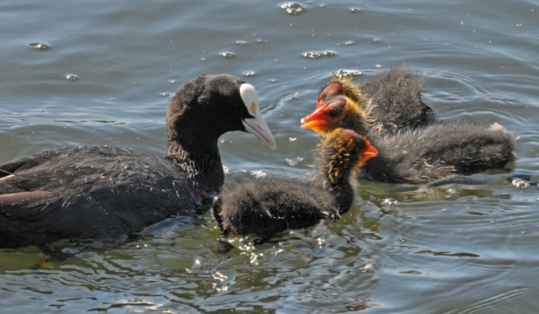 Common Coot and chicks