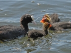 Common Coot and chicks
