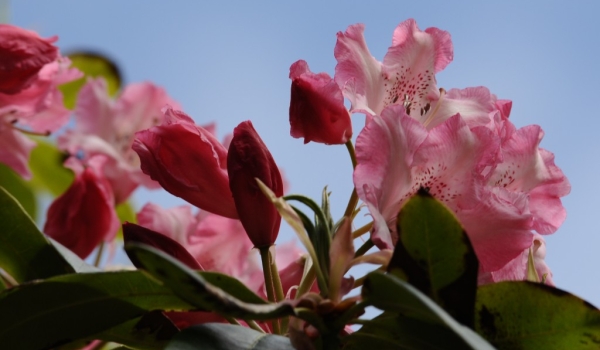 Scotland – rhododendron