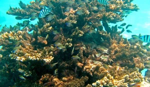Coral Reef « City »