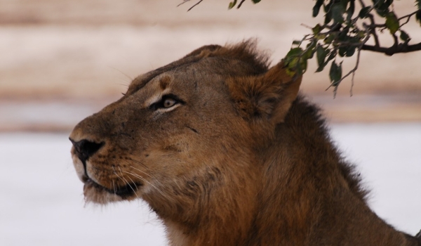 Zambia – Deep Thought of a lion!