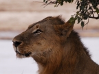 Zambia – Deep Thought of a lion!