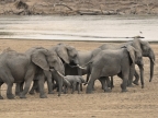 Zambia – Elephant Family