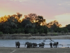 Zambia – Elephant sunset aperitif