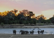 Zambia – Elephant sunset aperitif