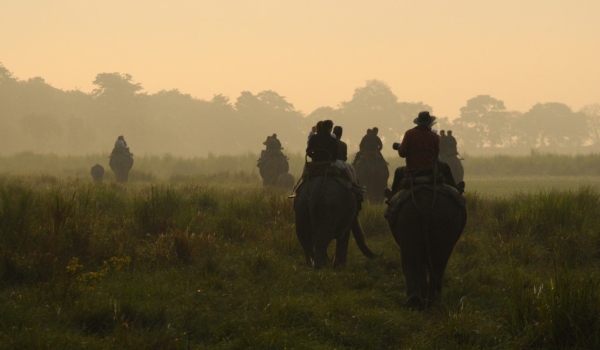 Early elephant ride – Kaziranga