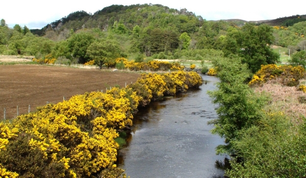 Scotland Gorse bushes near the river
