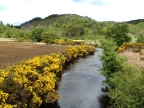 Scotland Gorse bushes near the river