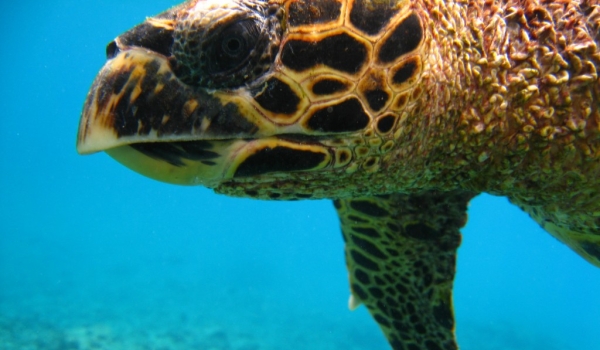 Hawksbill Sea turtle