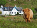 Mull  Highlander cow