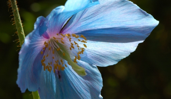 Himalayan blue Poppy