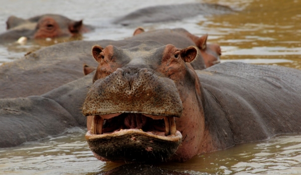 Zambia – Hippo.